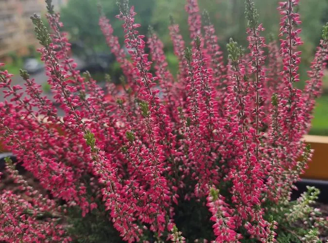 Appartement Luxusowe Karkonosze *