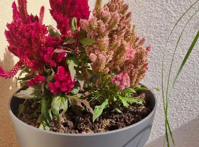 Luxusowe Karkonosze Appartamento *