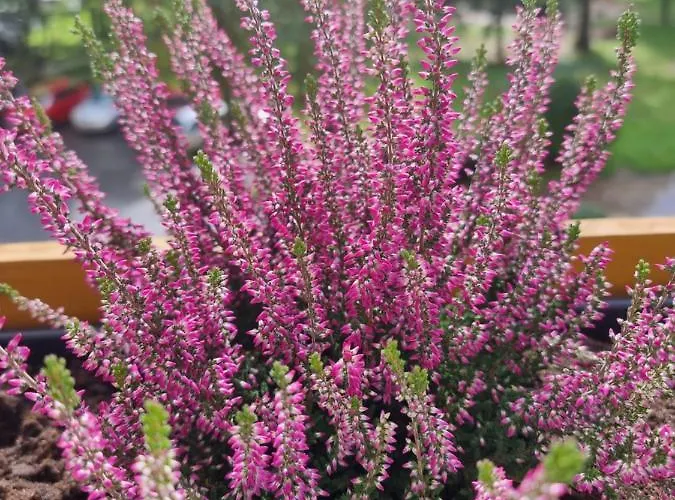 Luxusowe Karkonosze *